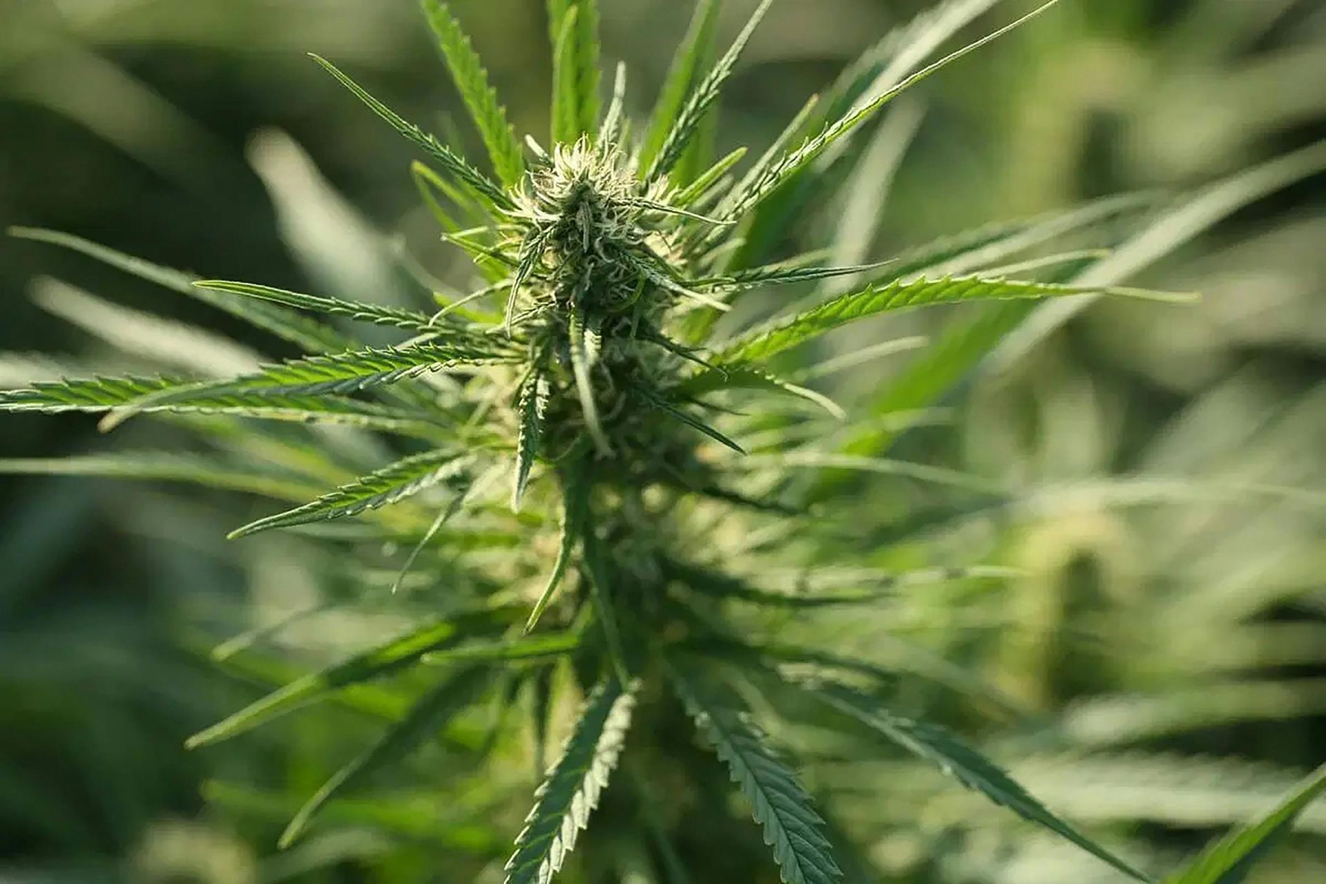 Close-up of a green cannabis plant with spiky leaves and budding flower