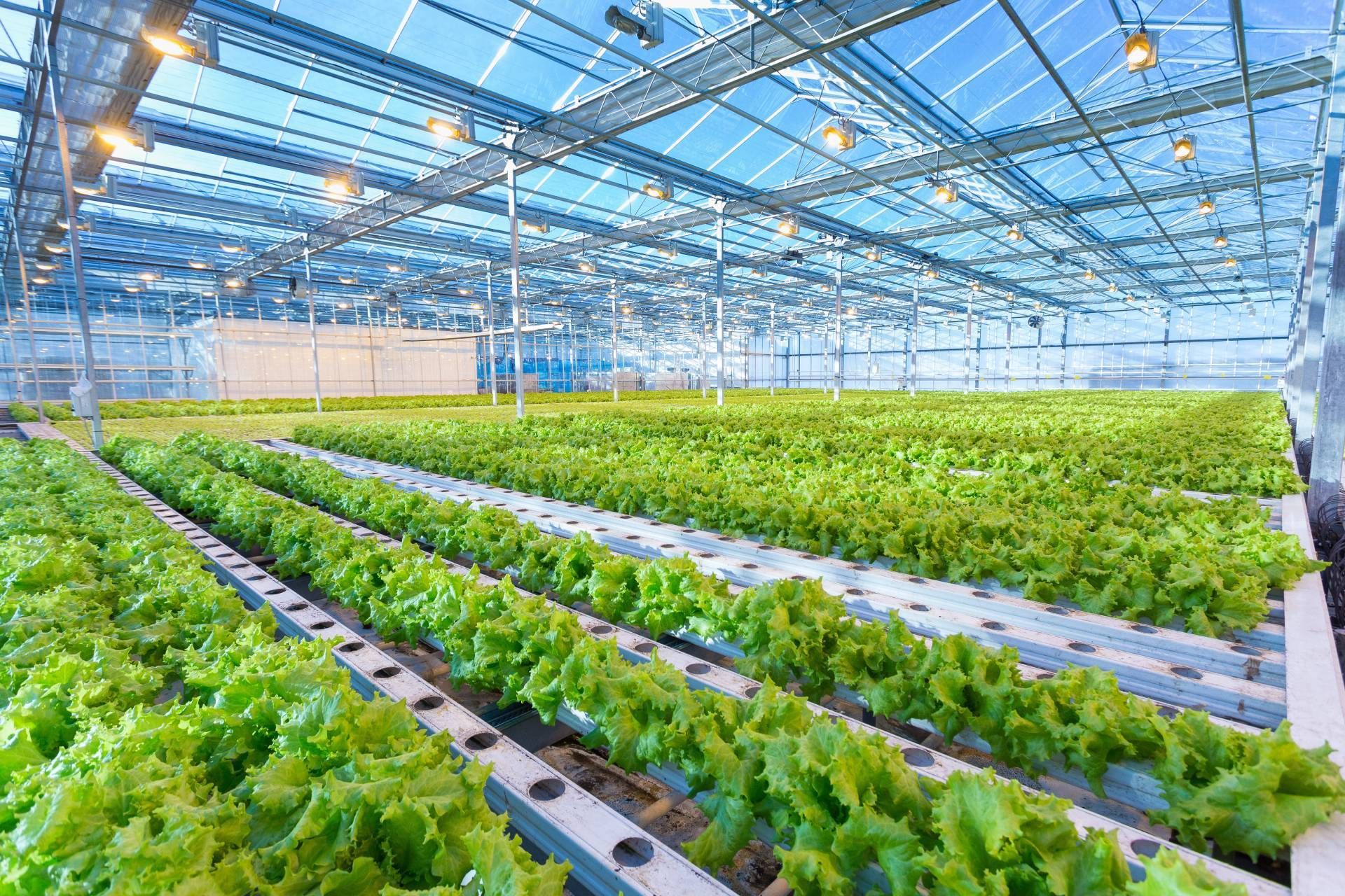 Bright greenhouse with rows of leafy green crops under a blue glass ceiling