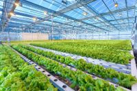 Bright greenhouse with rows of leafy green crops under a blue glass ceiling