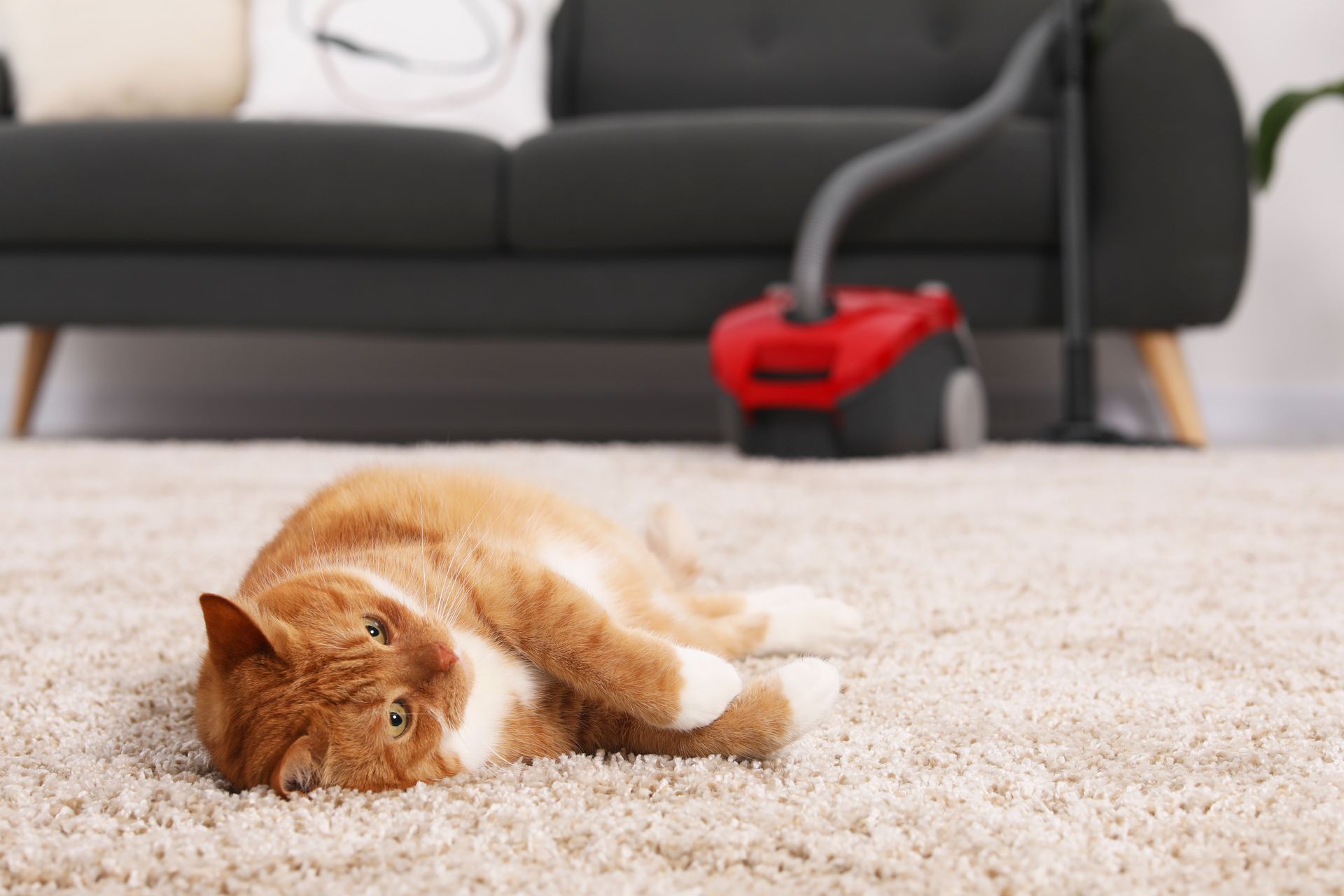 Professional carpet deep cleaning in Marin County home showing hot water extraction method by Atlas