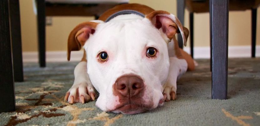Atlas Window & Carpet Cleaning pet-friendly carpet cleaning service in Marin County featuring a dog lying on a clean floor under a table.