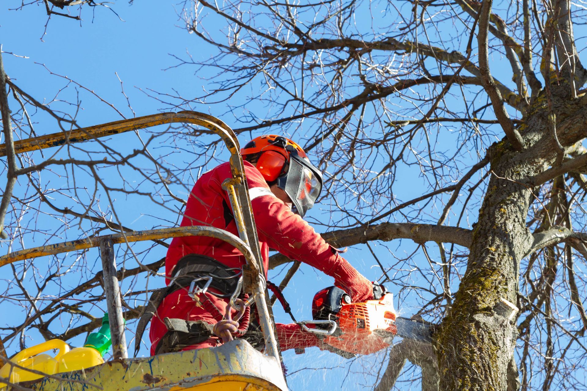 Tree Surgeon Website Designers