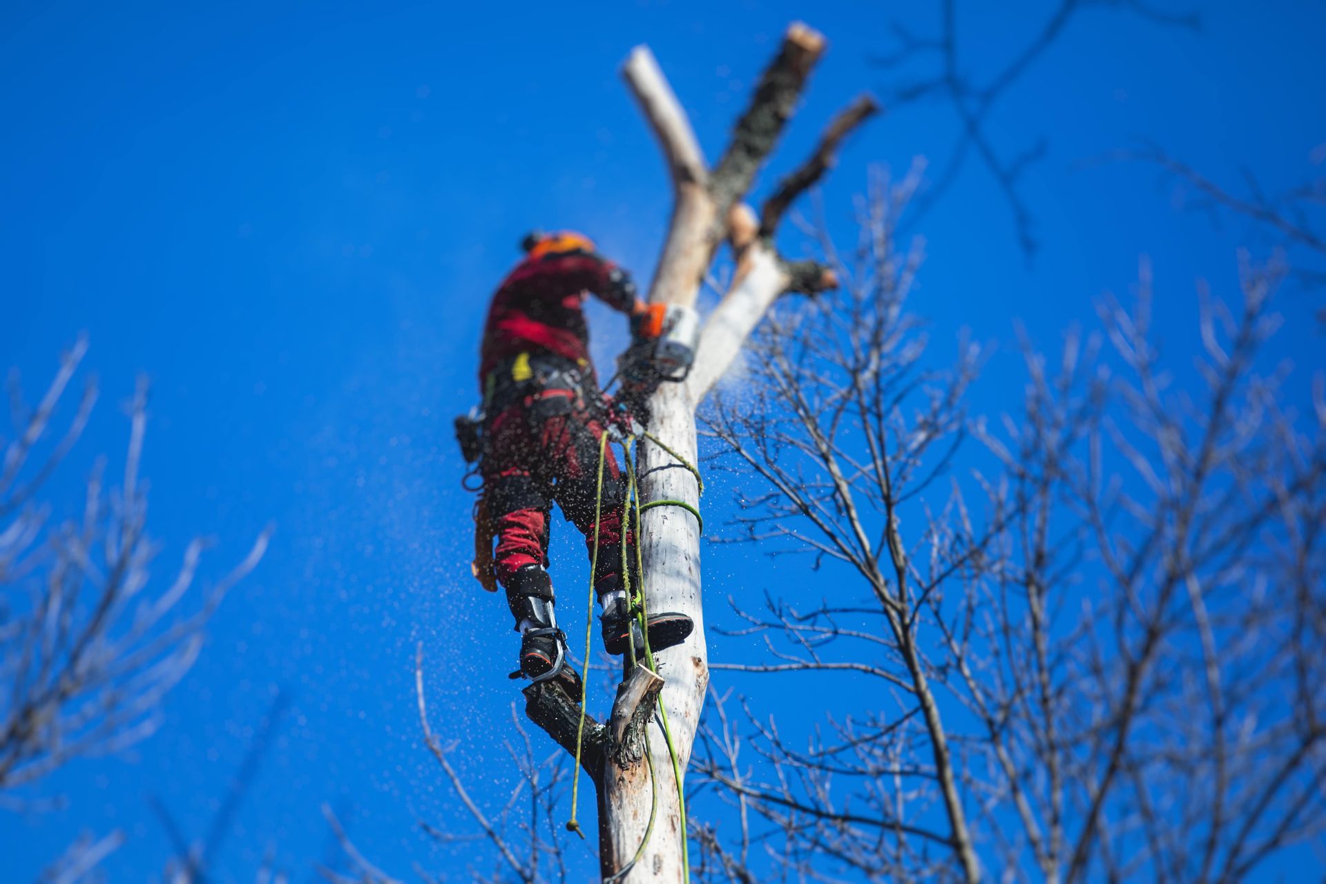 Tree Surgeon Website Designers