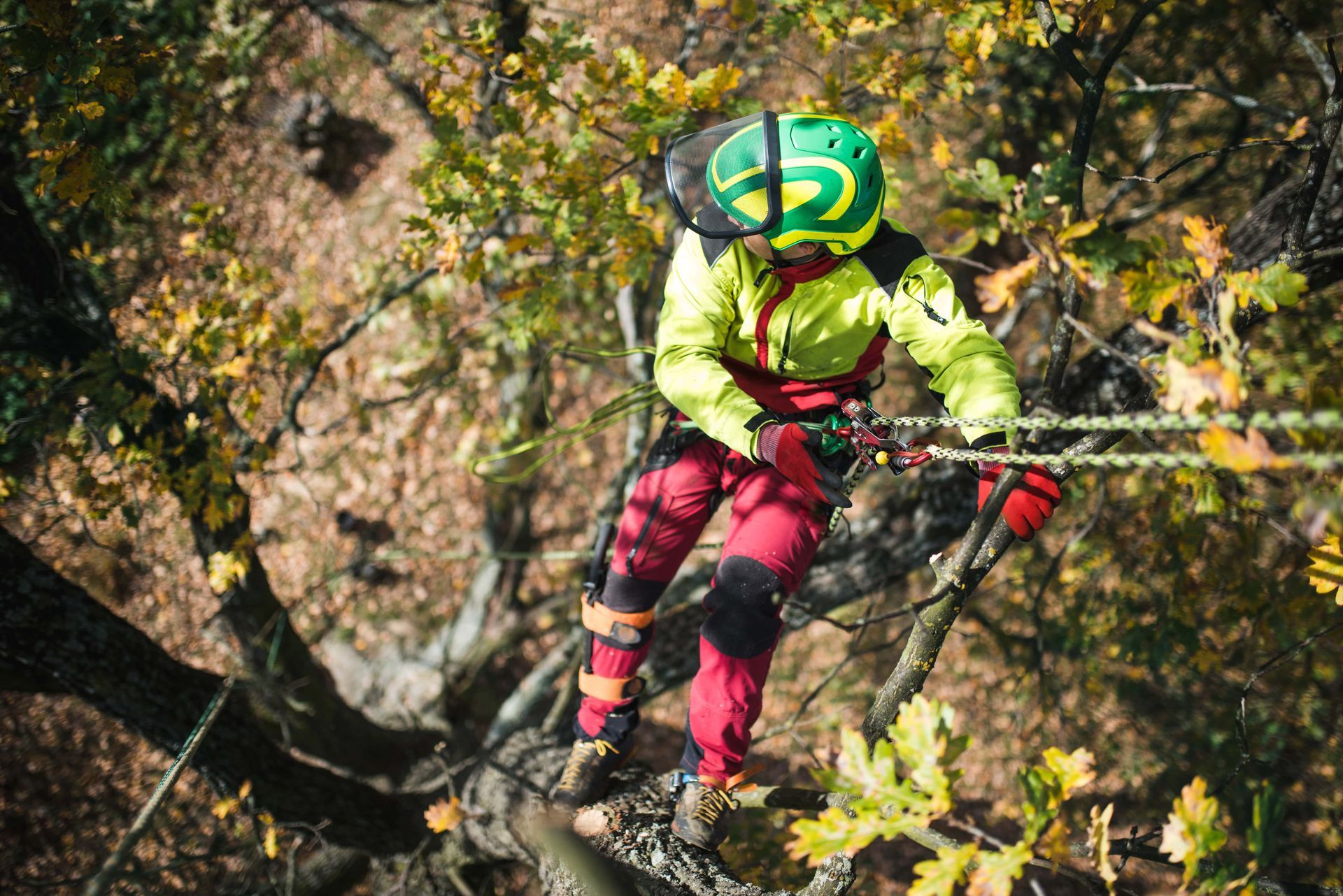 Tree Surgeon Website Designers