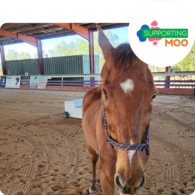 A horse in a stable with a supporting moo logo