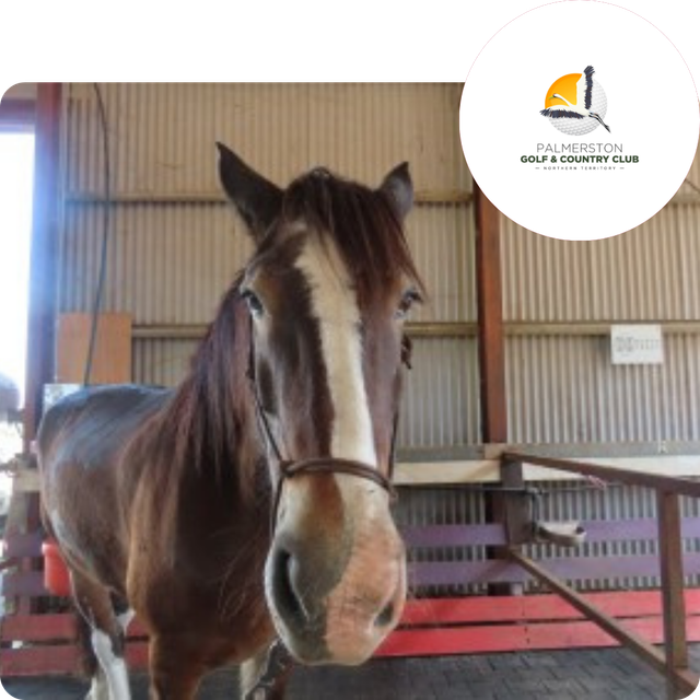 A horse in a stable with a sponsored privately logo in the corner