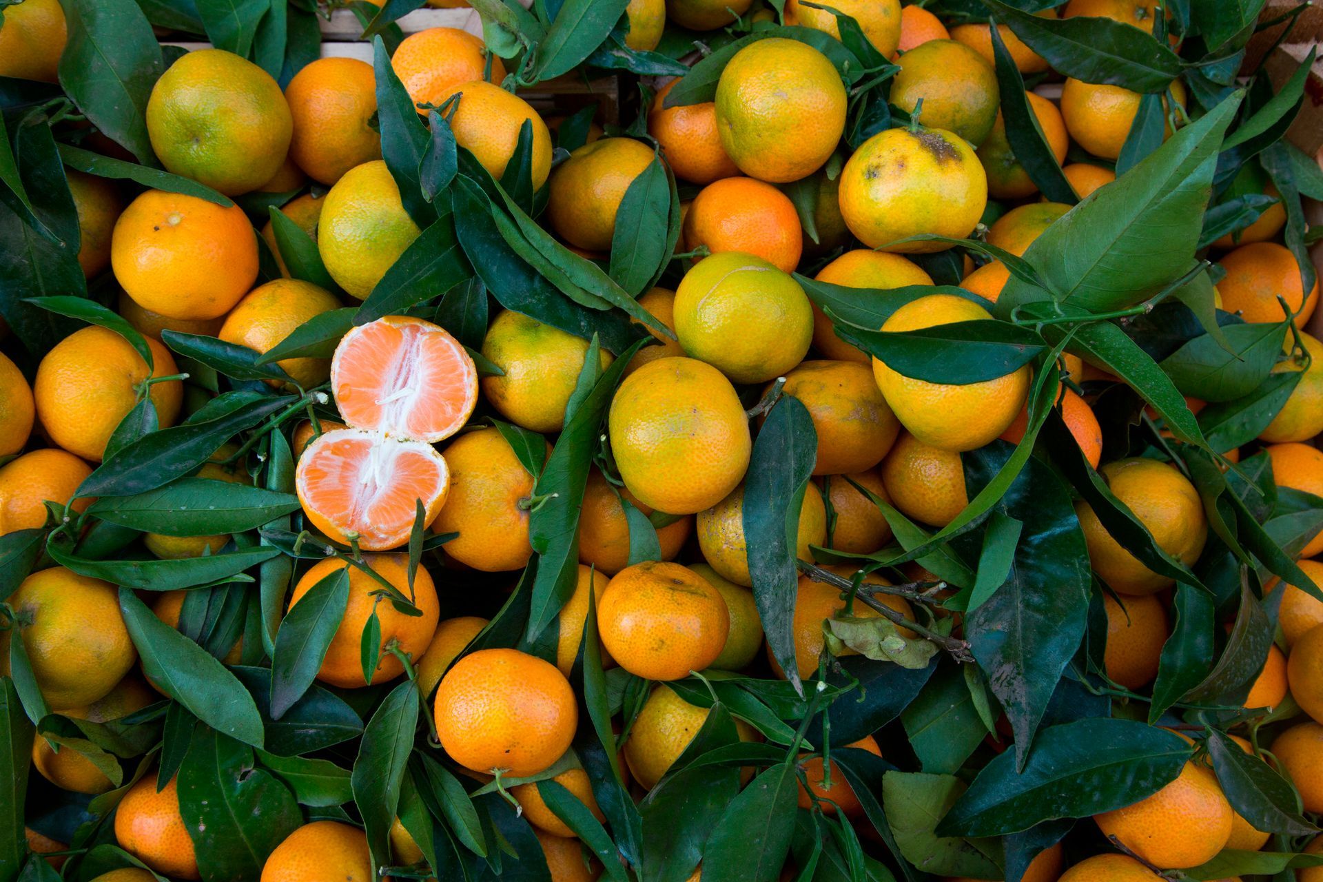 frutta