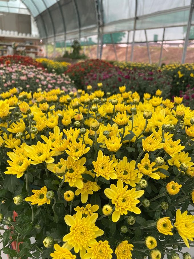 piante e fiori