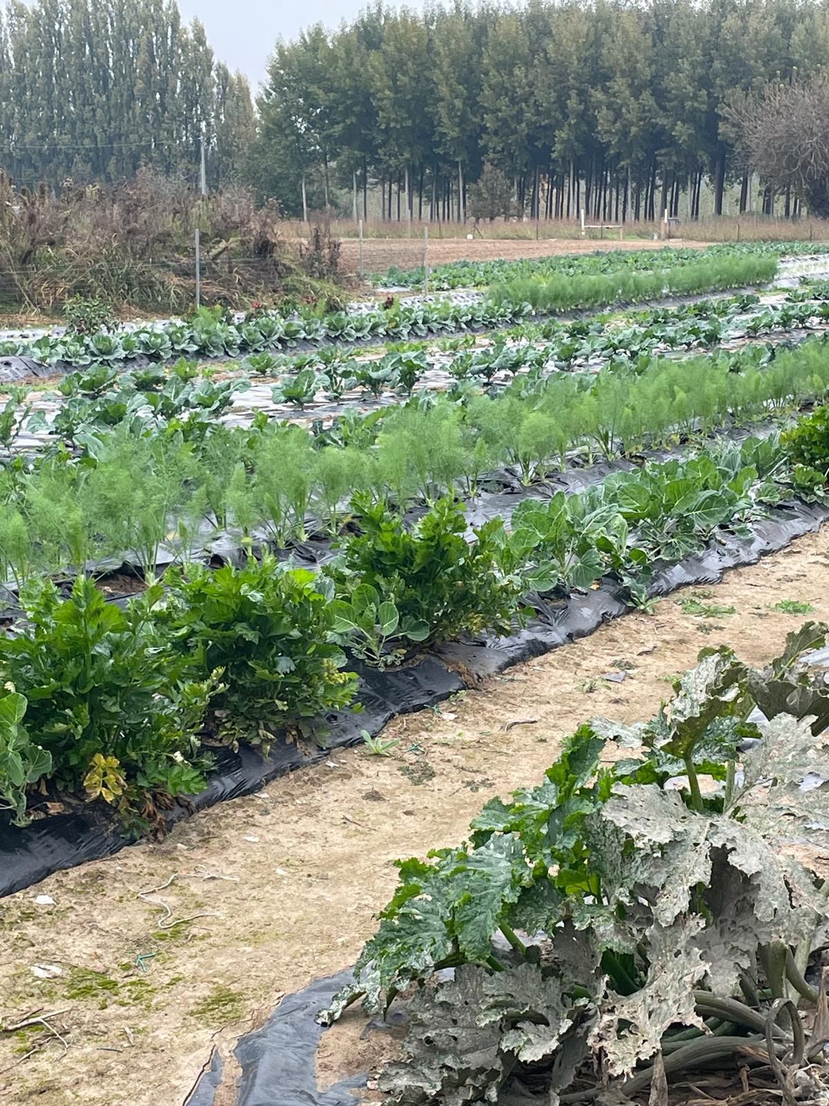 emporio verde