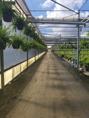 Greenhouse with hanging ferns, a dirt path, and plants in pots.