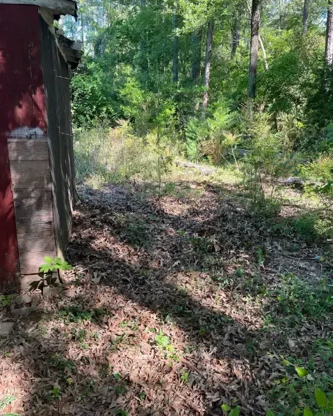 a red shed is sitting in the middle of a forest .