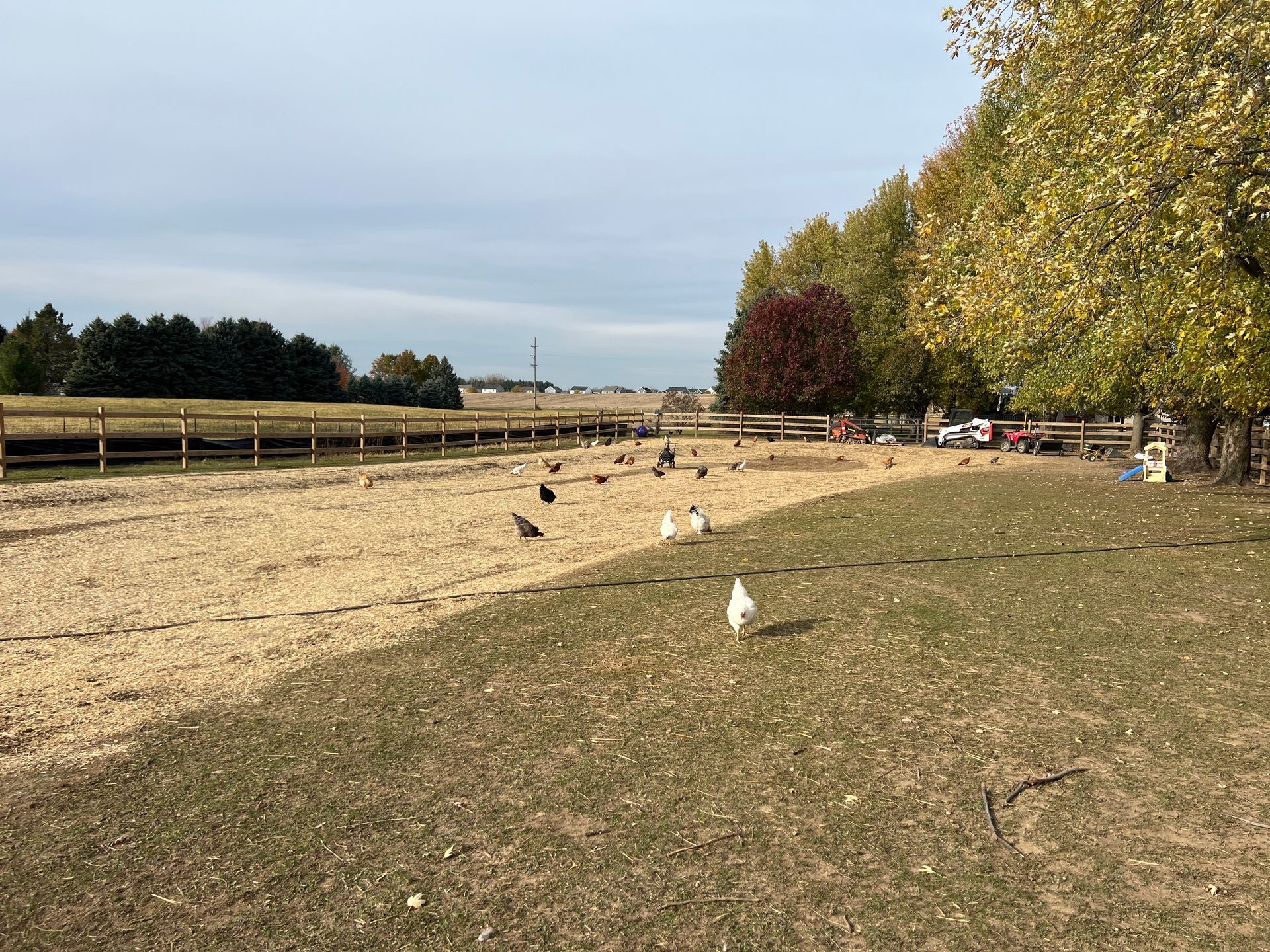 Chickens forage in a fenced, wood-chip outdoor pen beside a grassy area with trees under a clear sky.