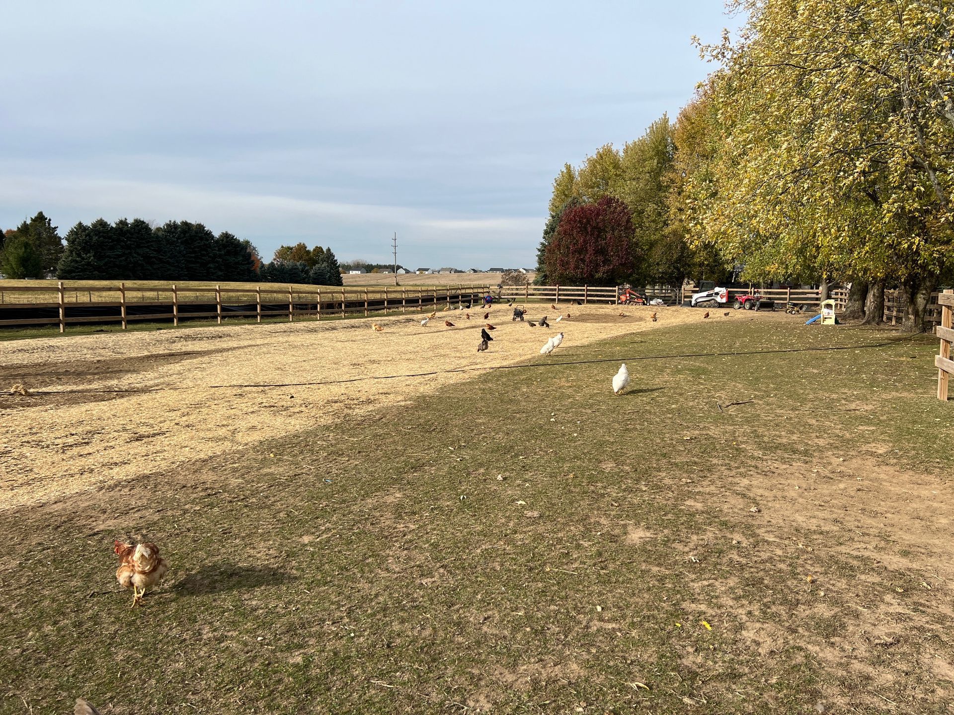 A dog runs across a grassy field near a fenced-in, sandy enclosure where several chickens forage under autumn trees.
