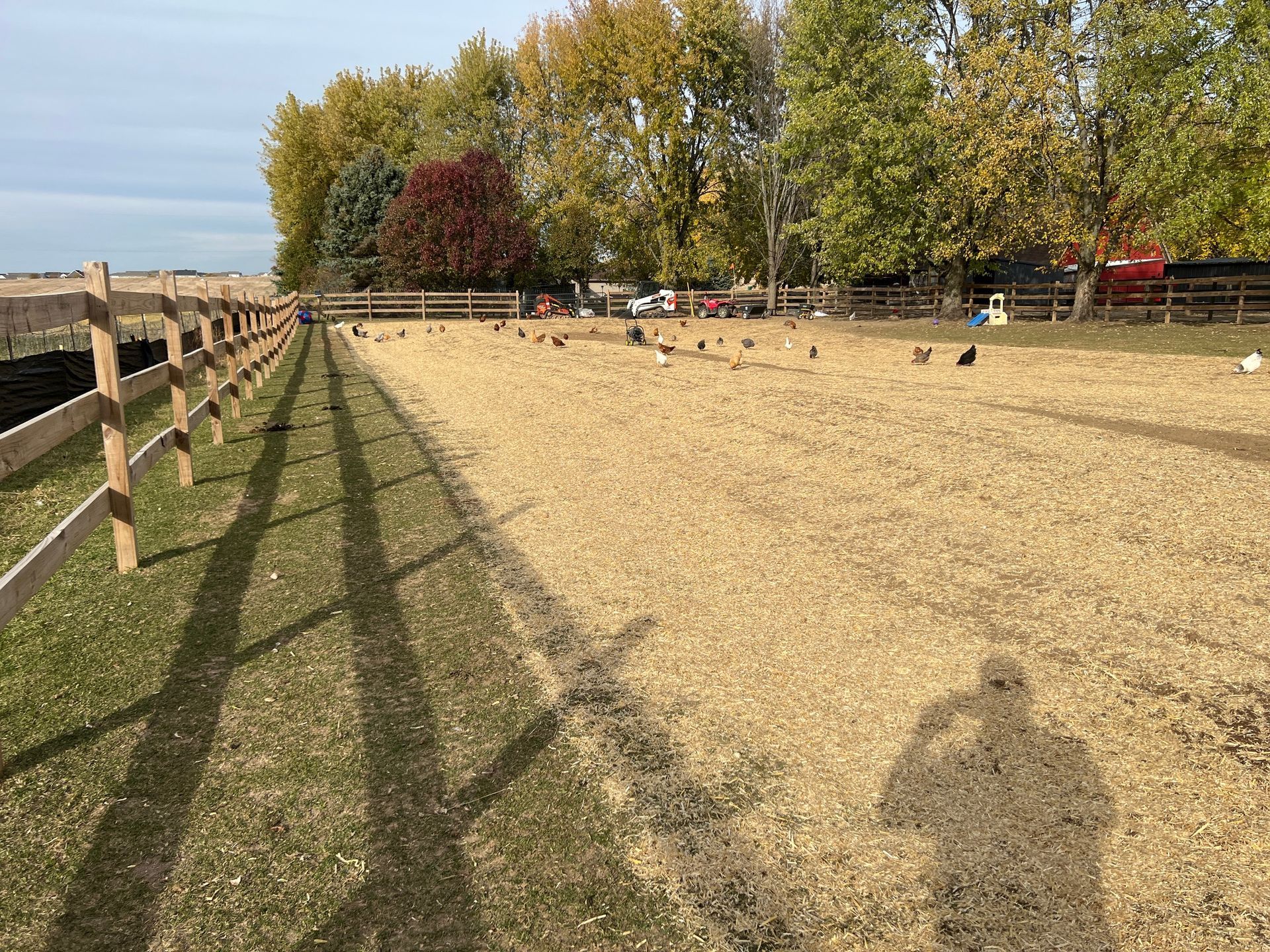 A fenced outdoor enclosure with wood chips on the ground, holding a flock of chickens under autumn trees.