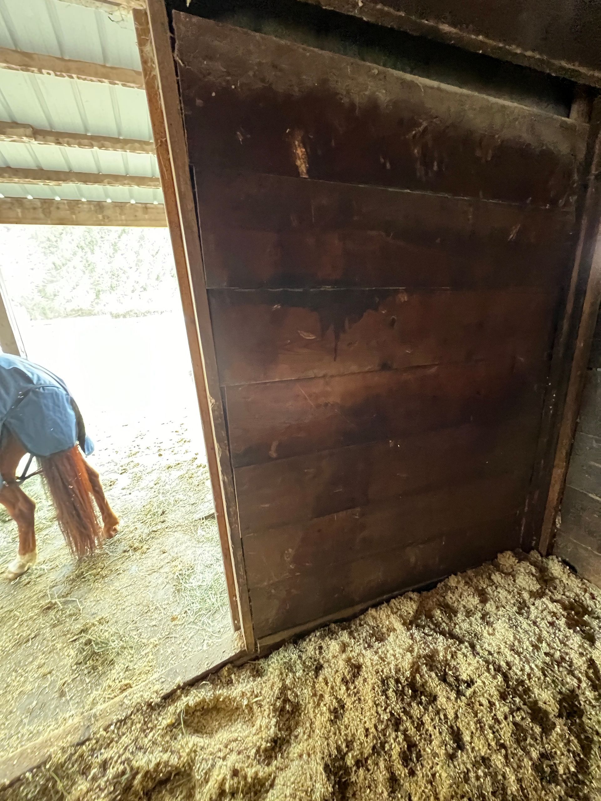 A view from inside a wooden horse stall looking out to a bright outdoor area with a brown horse standing in the doorway.