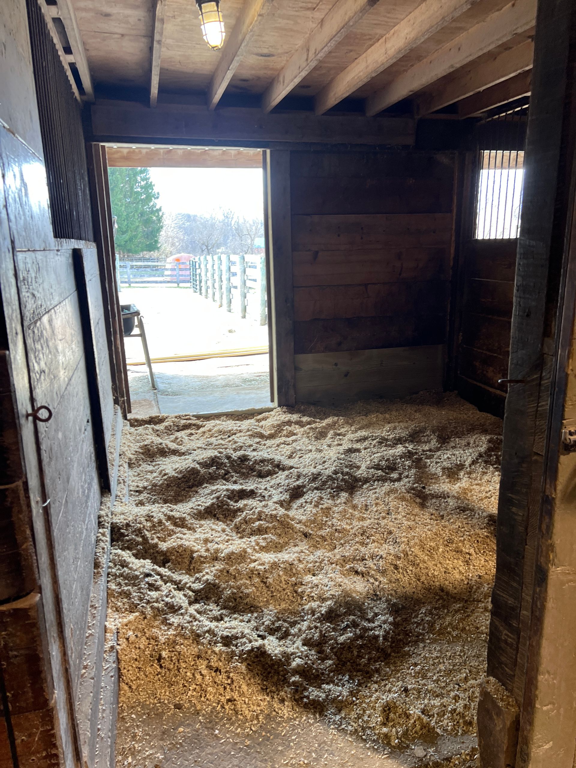 A stall with wood-paneled walls and floor covered in wood shavings, leading to an open doorway facing an outdoor paddock.