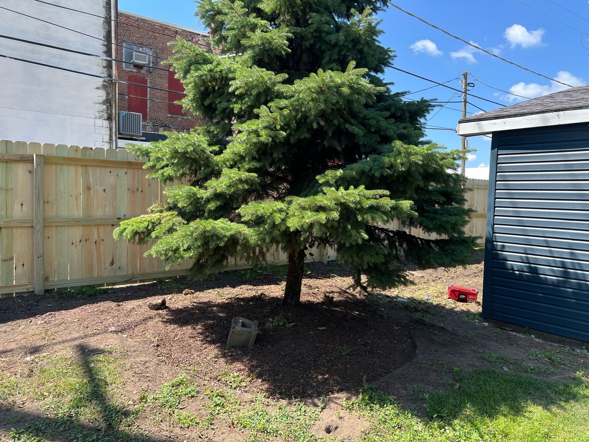 A large evergreen tree stands in a mulch bed, framed by a new wooden fence and the side of a blue shed under a sunny sky.