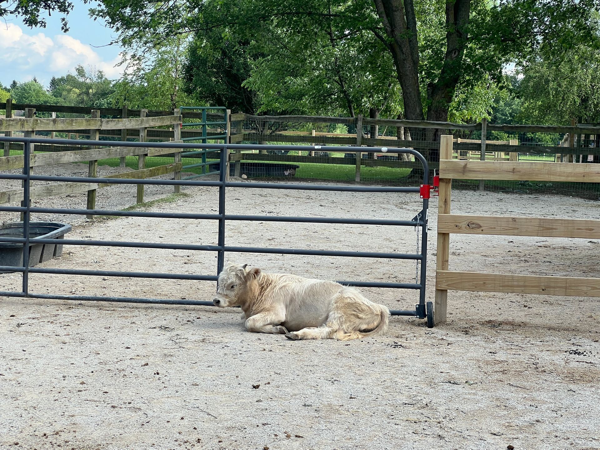 A light-colored calf lying on gravel in front of a metal gate within a fenced enclosure.