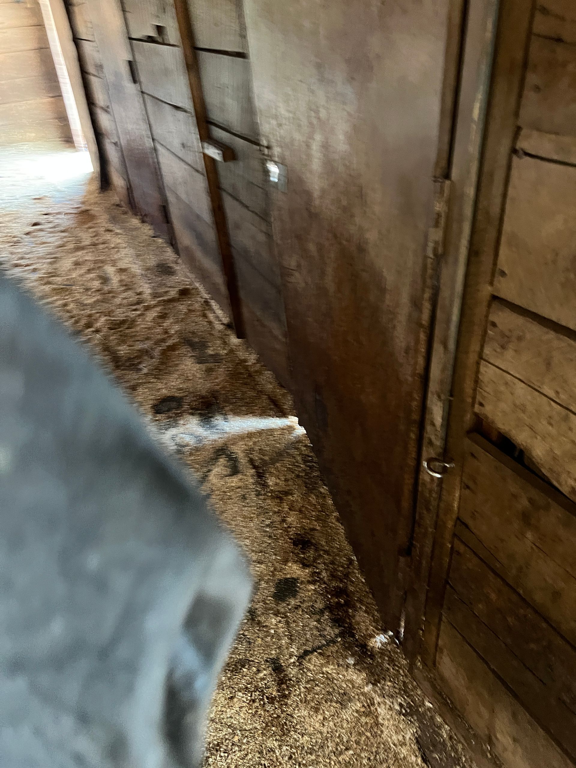 A view along a wooden horse stall row in a stable with a floor covered in wood shavings and a beam of light.