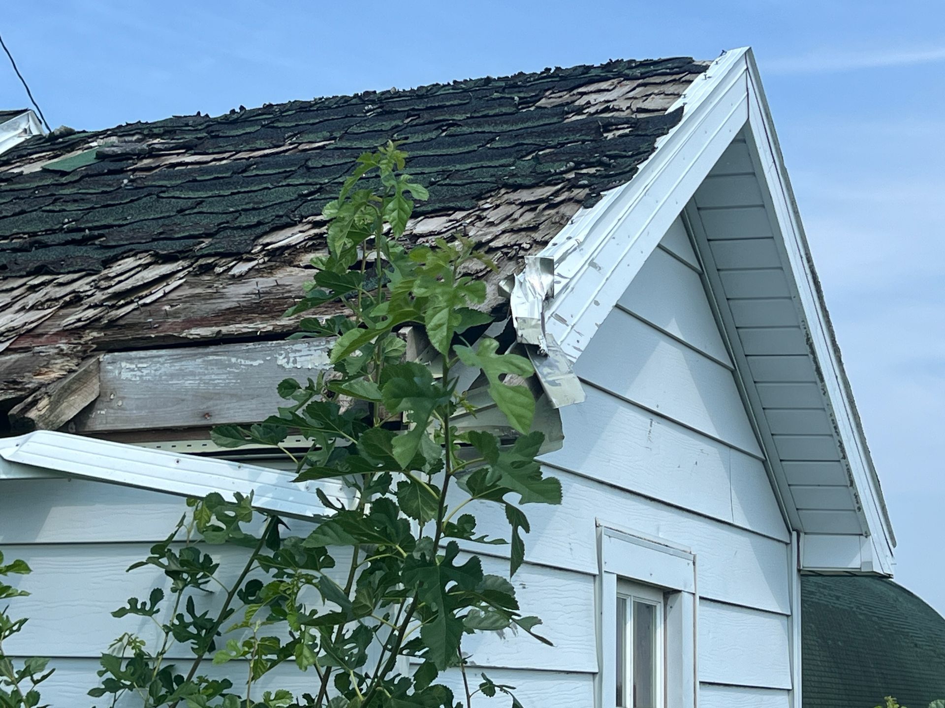 A dilapidated house with missing roof shingles and wood rot, partially obscured by a tall green plant against blue sky.