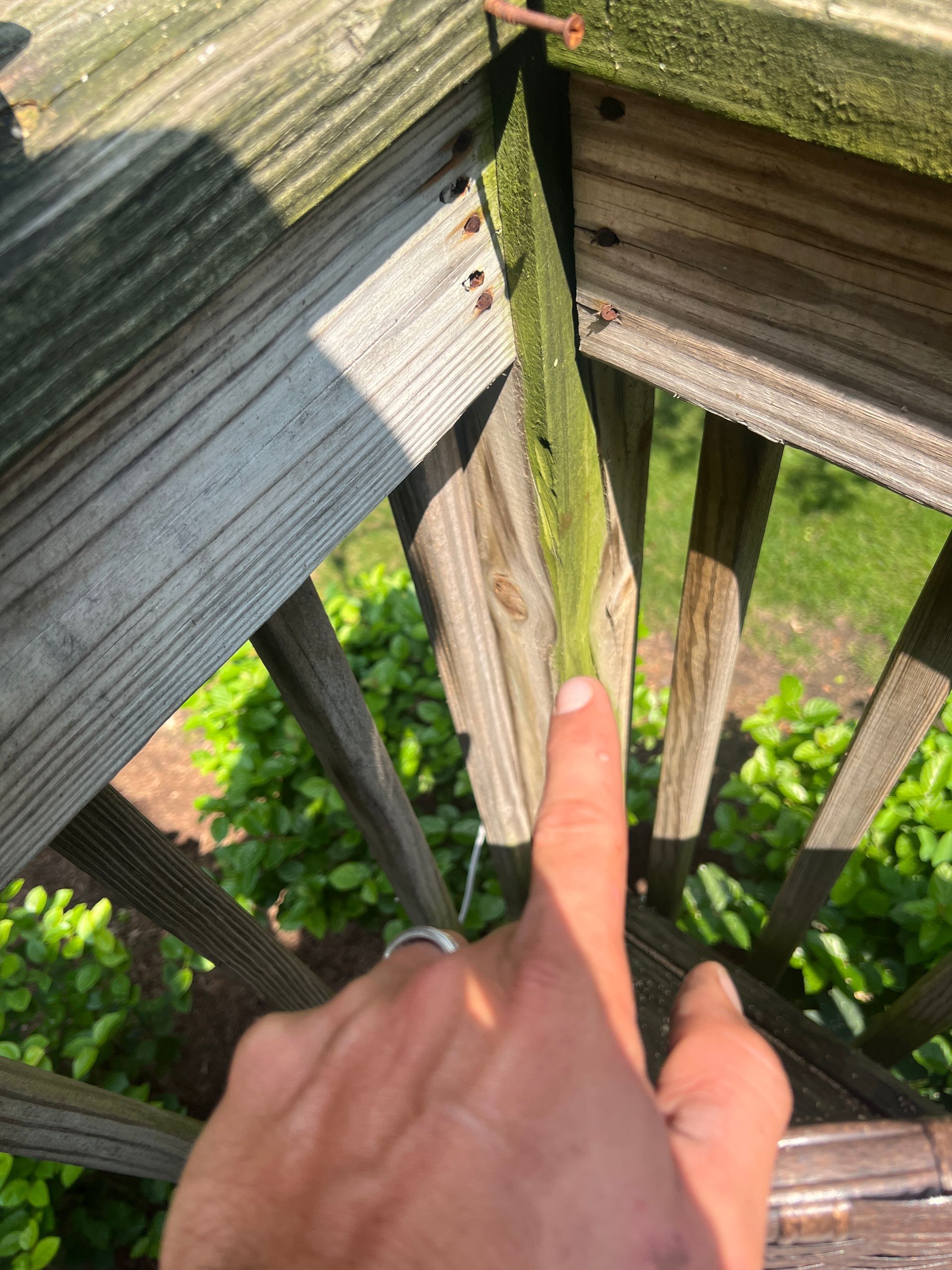 A hand pointing to a thin, green, mossy vine growing between two wooden deck railings outdoors.