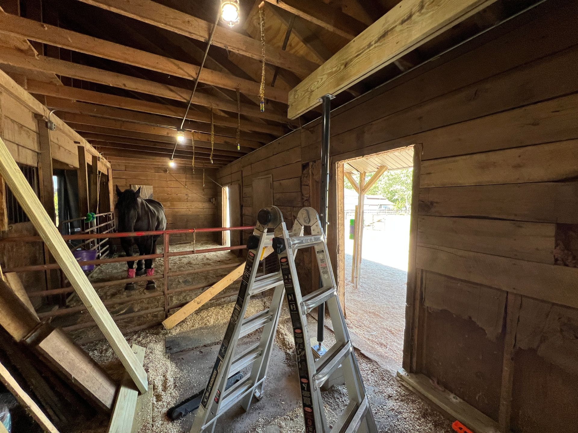 An interior view of a rustic wooden horse barn featuring a ladder, a horse in a stall, and an open doorway.