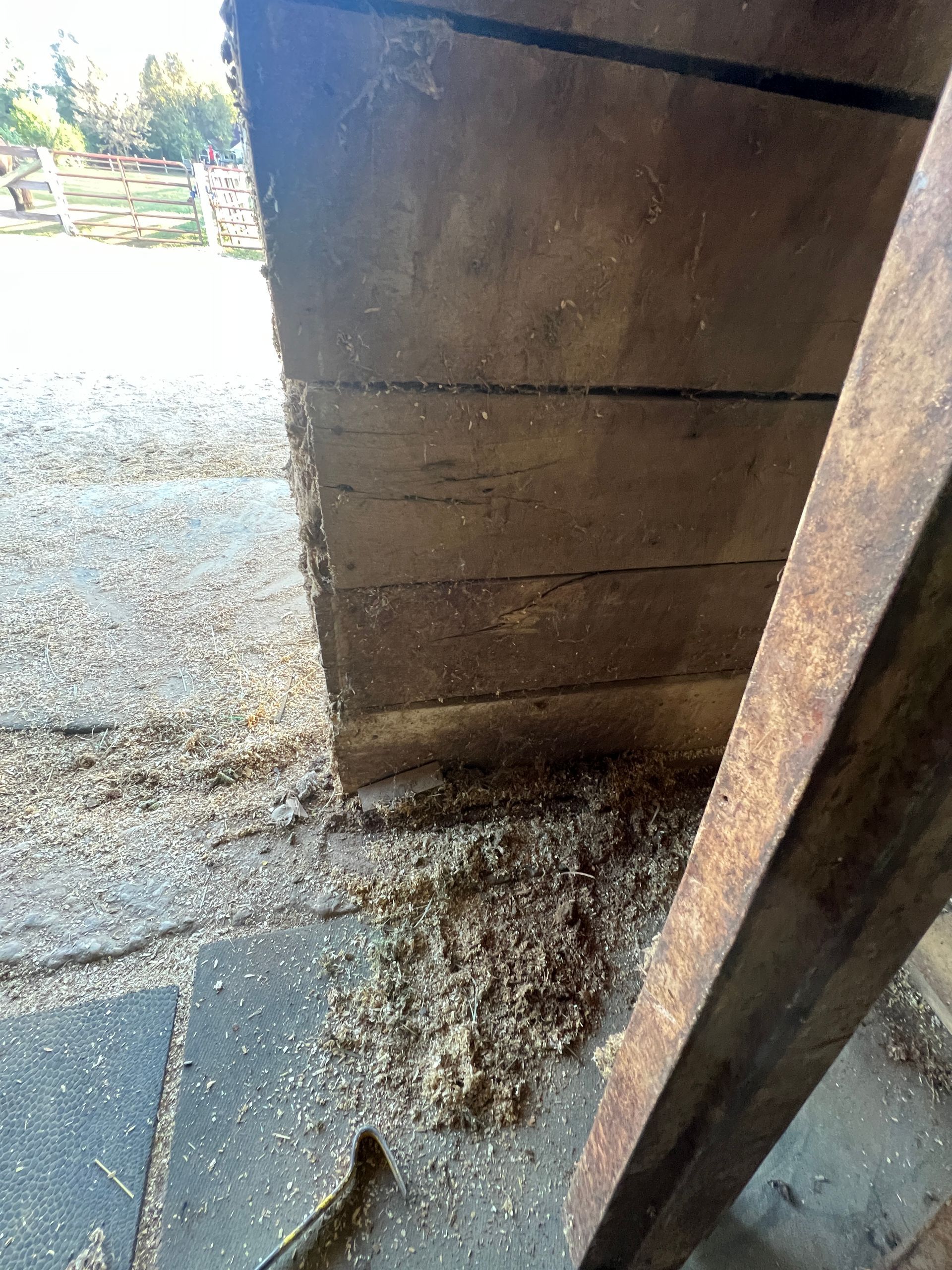 A pile of wood shavings sits on a concrete floor next to a dark wooden stall or wall.