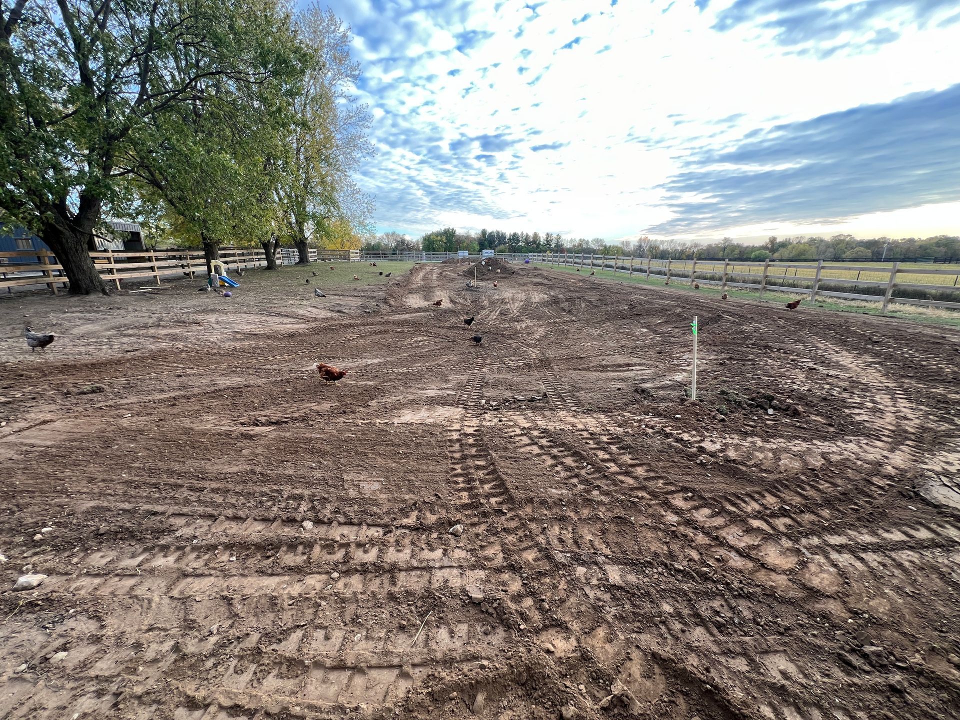 A muddy rural field showing tire tracks with large trees, a wooden fence, and scattered chickens under a cloudy sky.