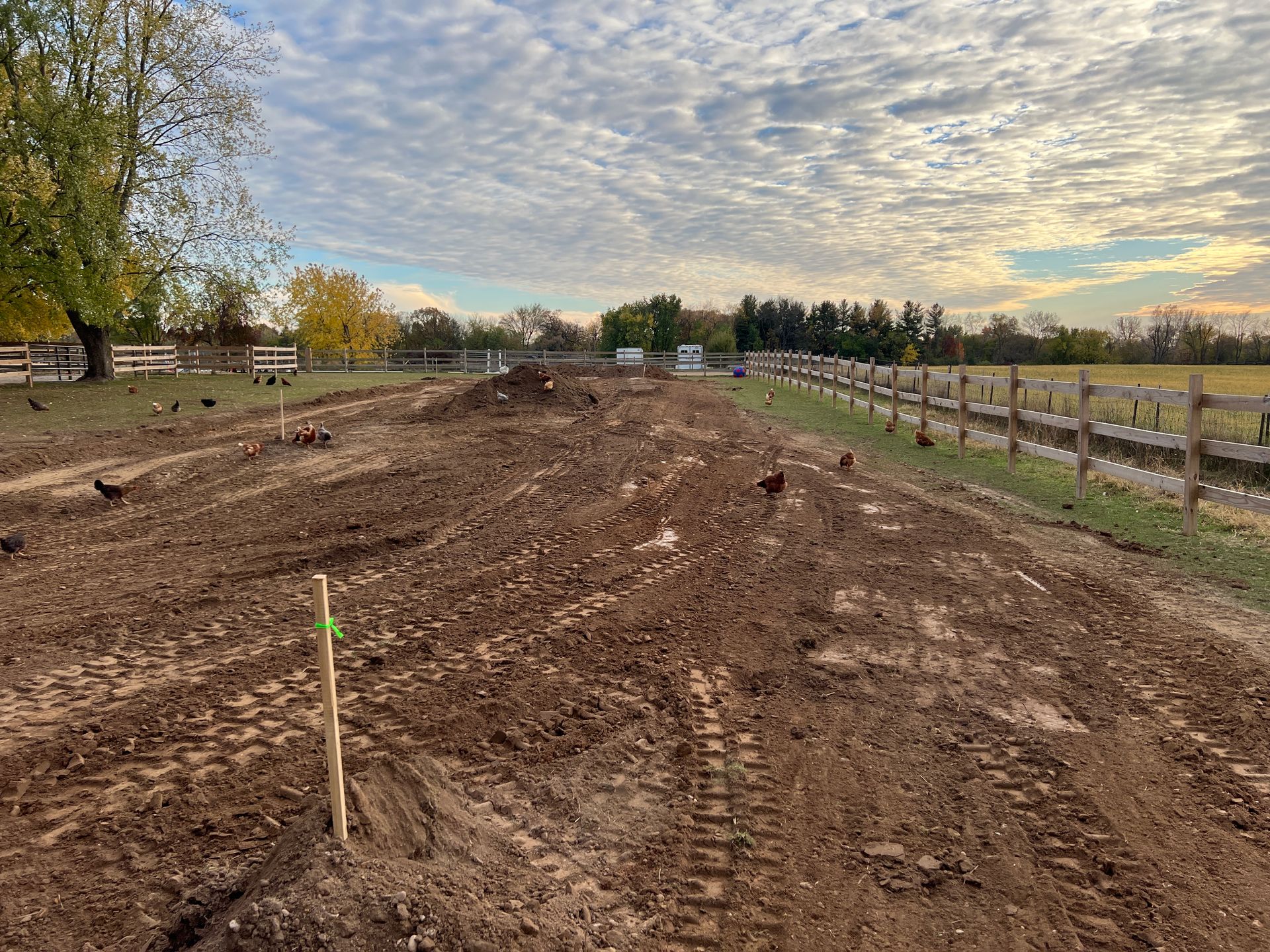 A dirt field under a cloudy sky with tire tracks, wooden markers, and several chickens foraging in the soil.