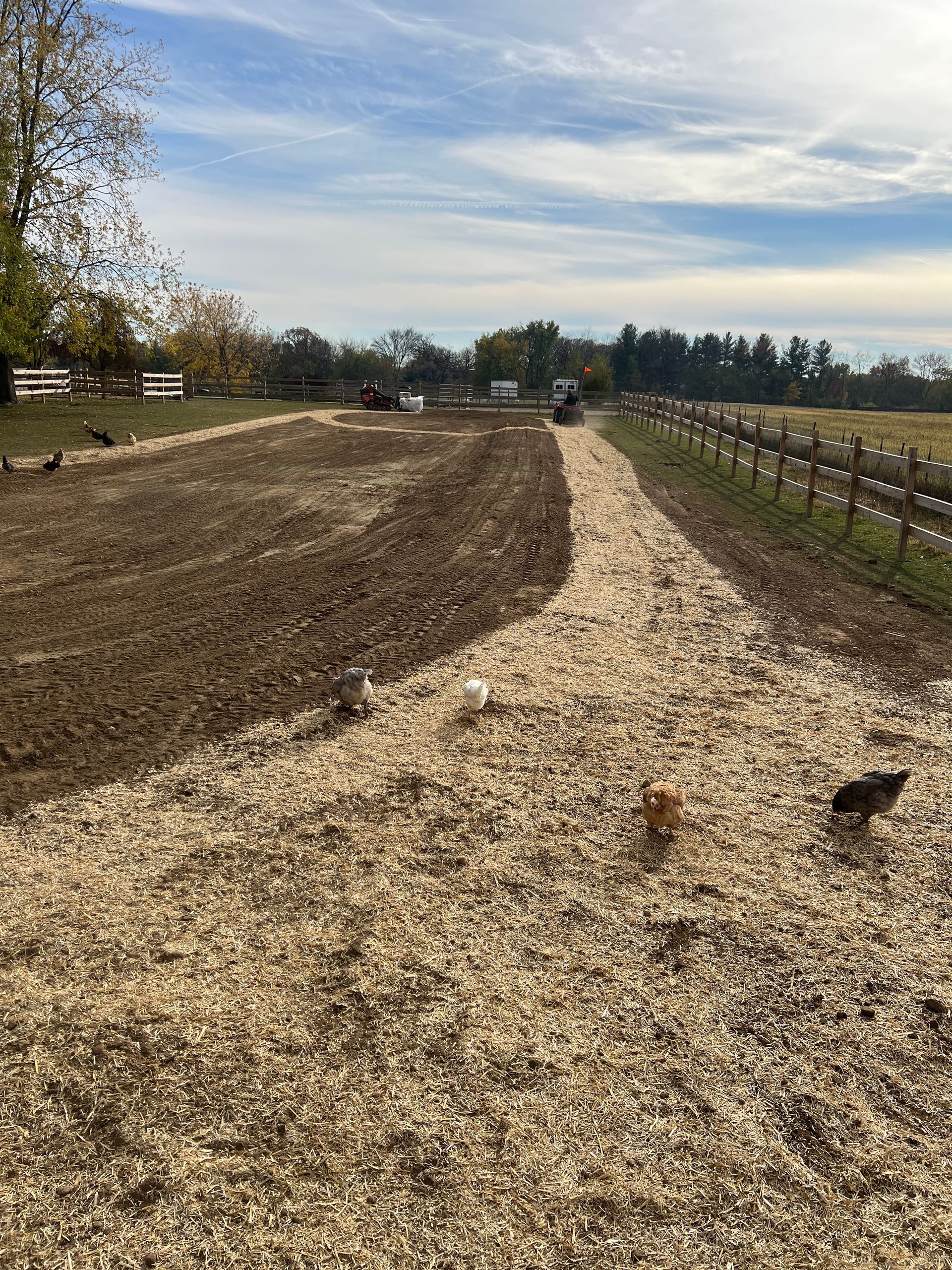 A dirt field divided by wood chips with several small birds walking across the landscape under a blue sky.