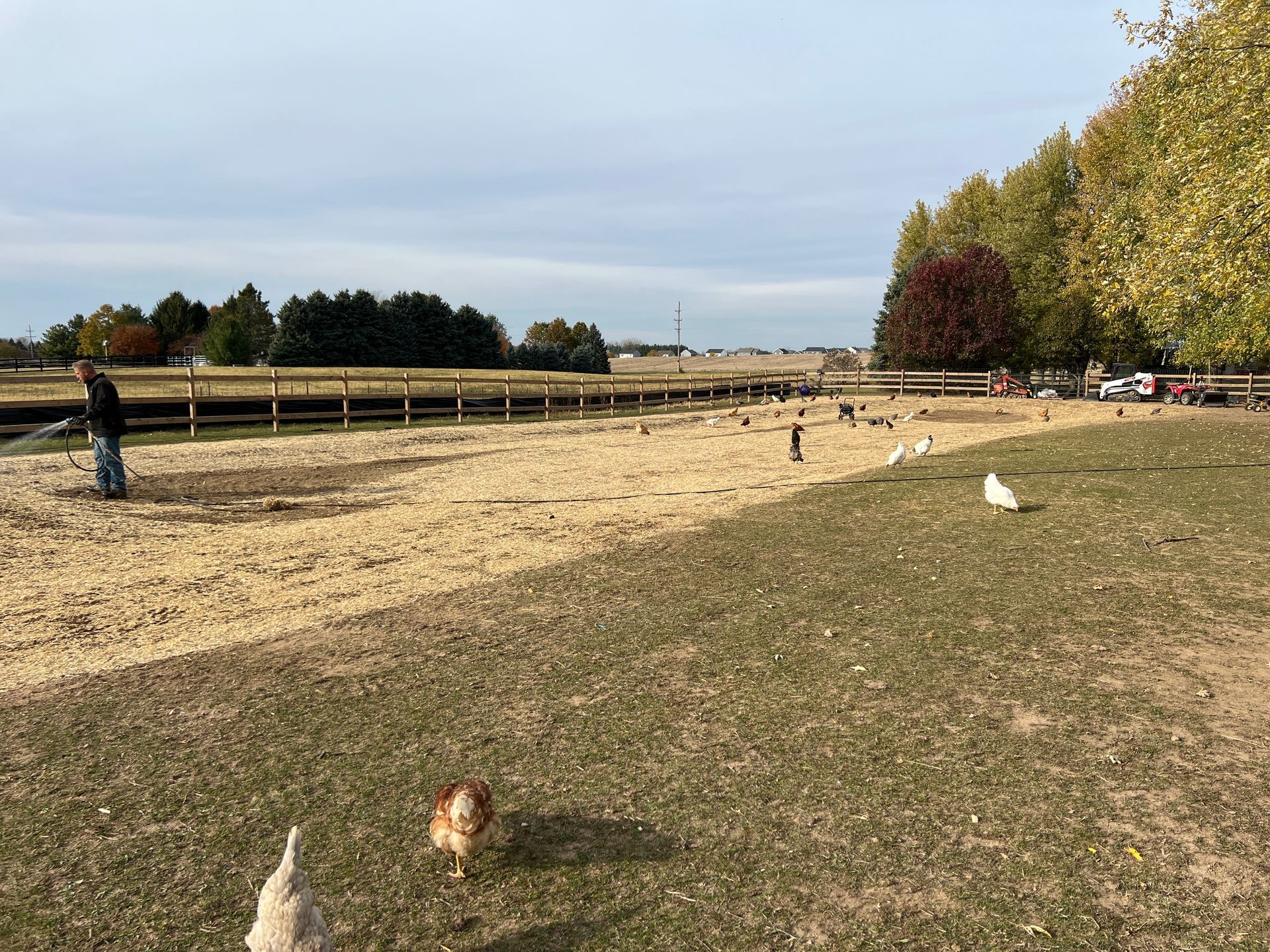 A person stands in a sandy chicken run with multiple chickens roaming across a grassy pasture under a clear, pale sky.