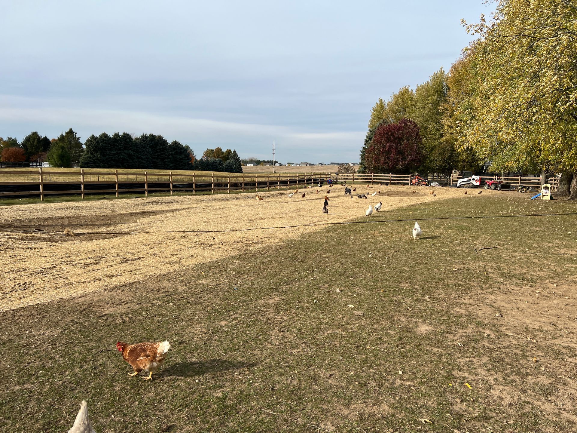 Chickens wander across a dirt and grass enclosure lined with a wooden fence and trees under a clear sky.