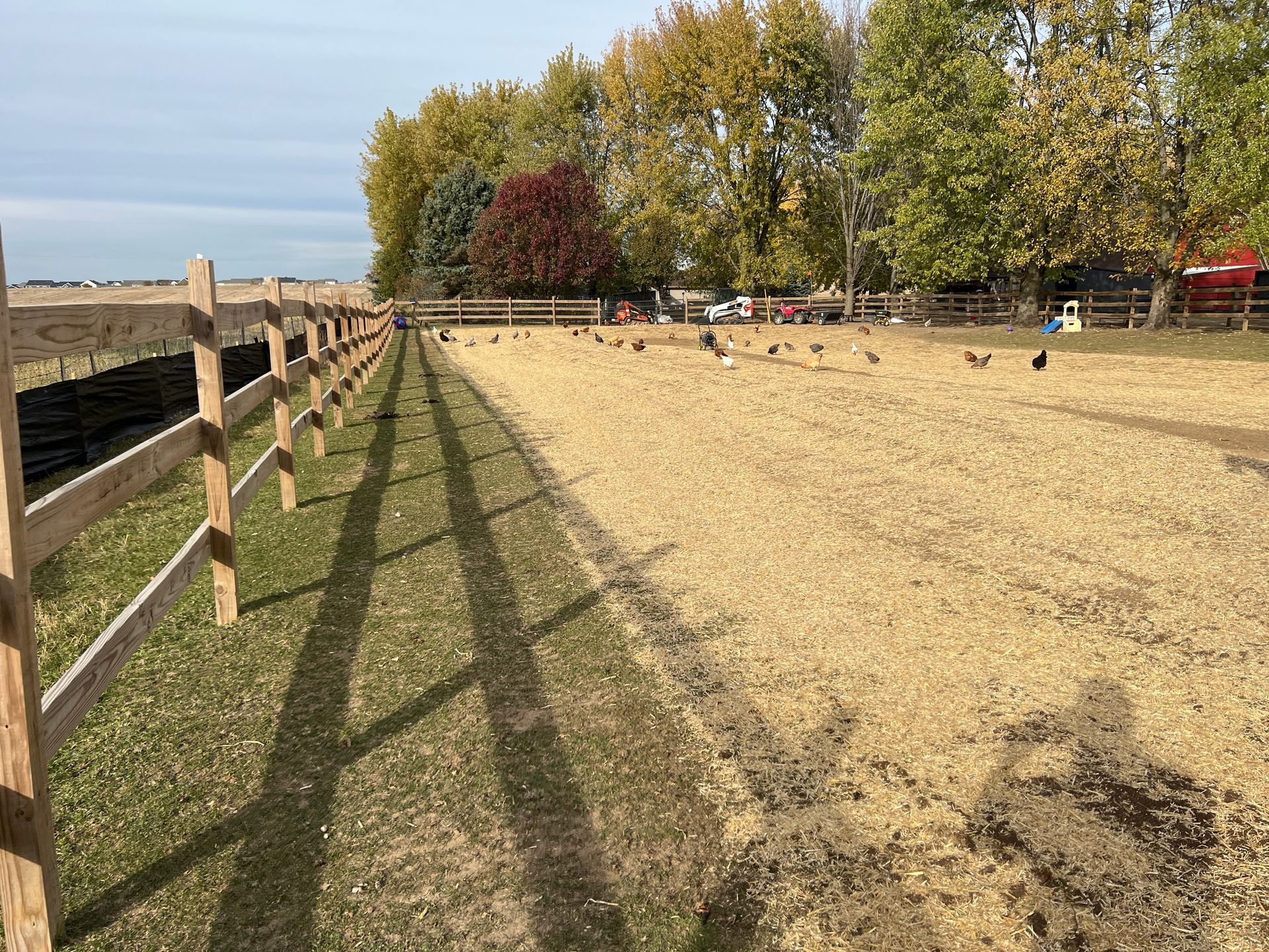 A wooden fence lines a large dirt outdoor enclosure where chickens roam, with trees in the background under a blue sky.
