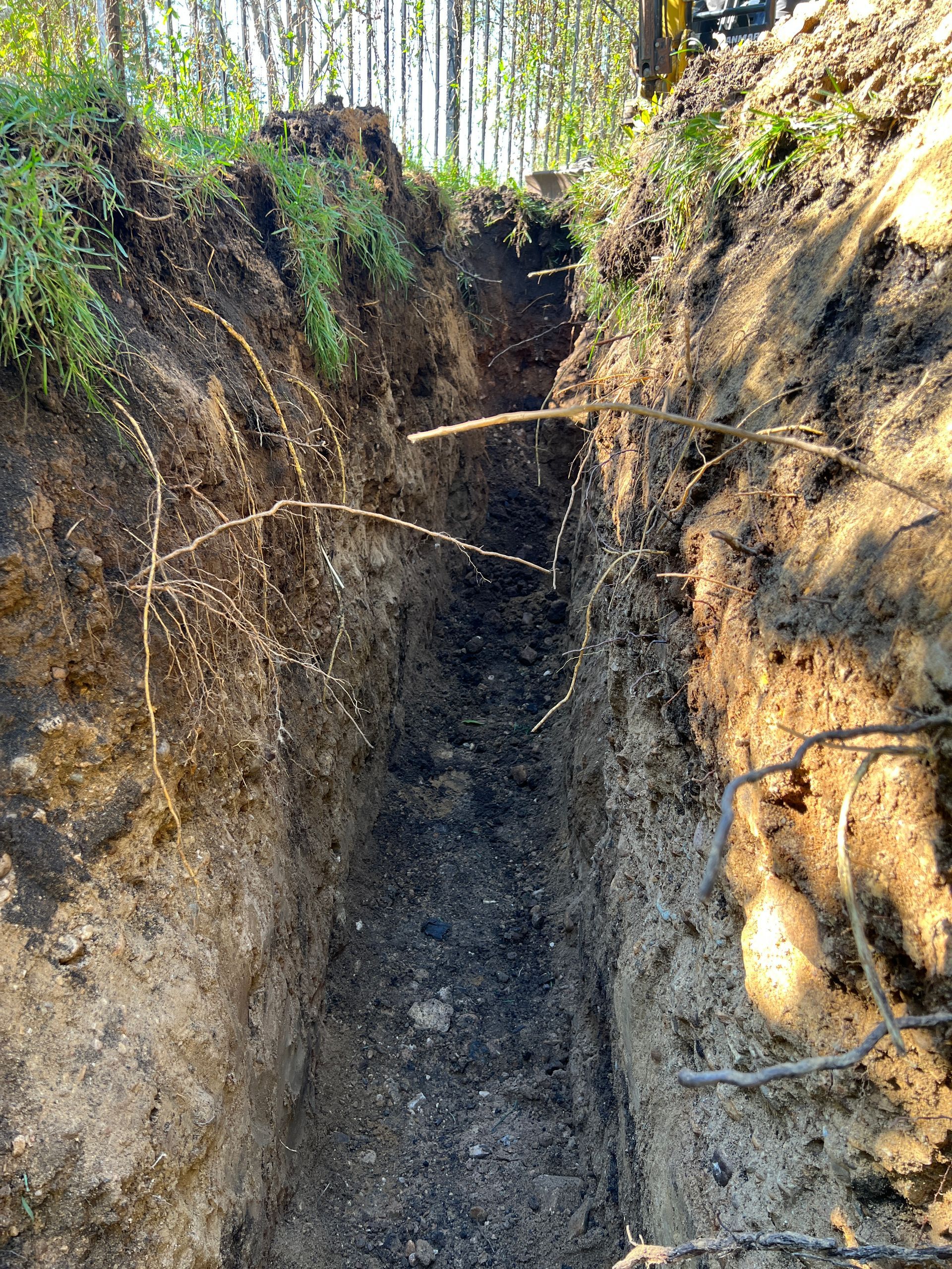 A narrow, deep trench dug into earthy soil, flanked by grassy vegetation and tree trunks under bright sunlight.