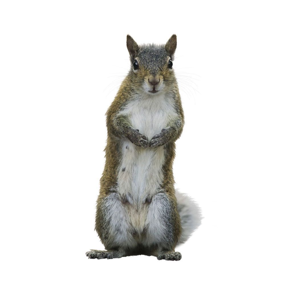 Squirrel | Galvin, WA | Jack Russell Wildlife Control Squirrel | Galvin, WA | Jack Russell Wildlife Control