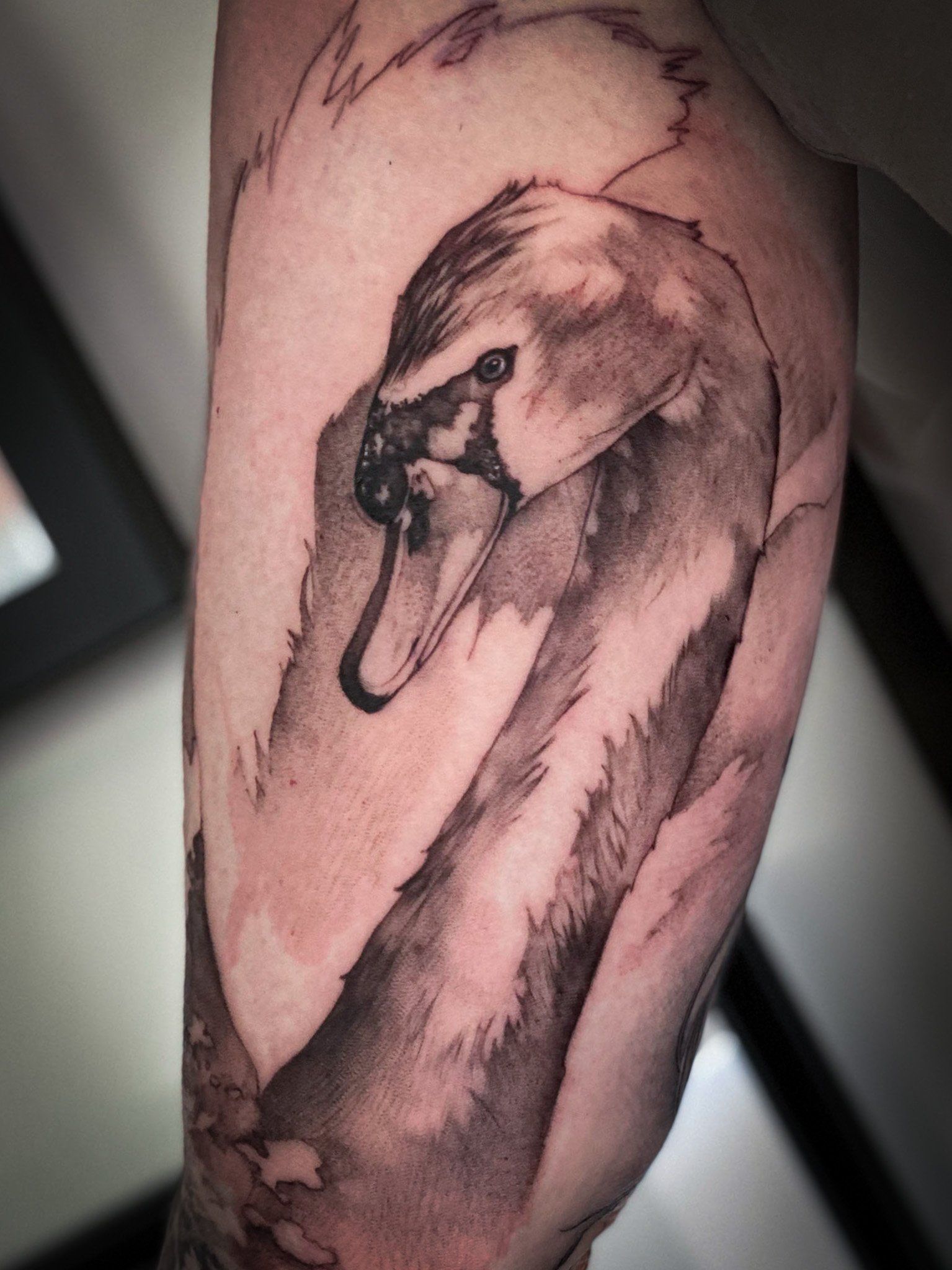 Ein schwarz-weißes Tattoo eines Schwans auf dem Arm einer Person