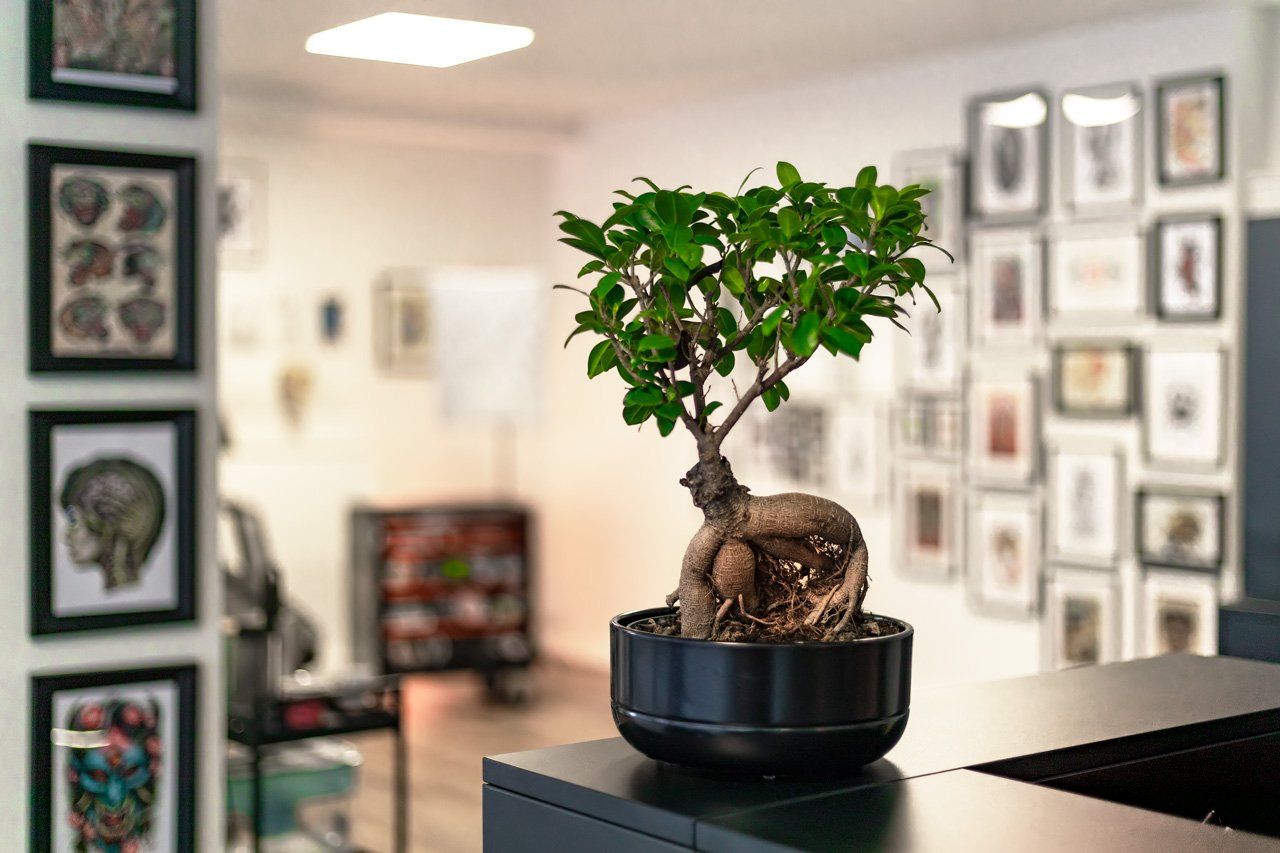 Ein kleiner Bonsai-Baum in einem schwarzen Topf steht auf einer Theke in einem Zimmer.