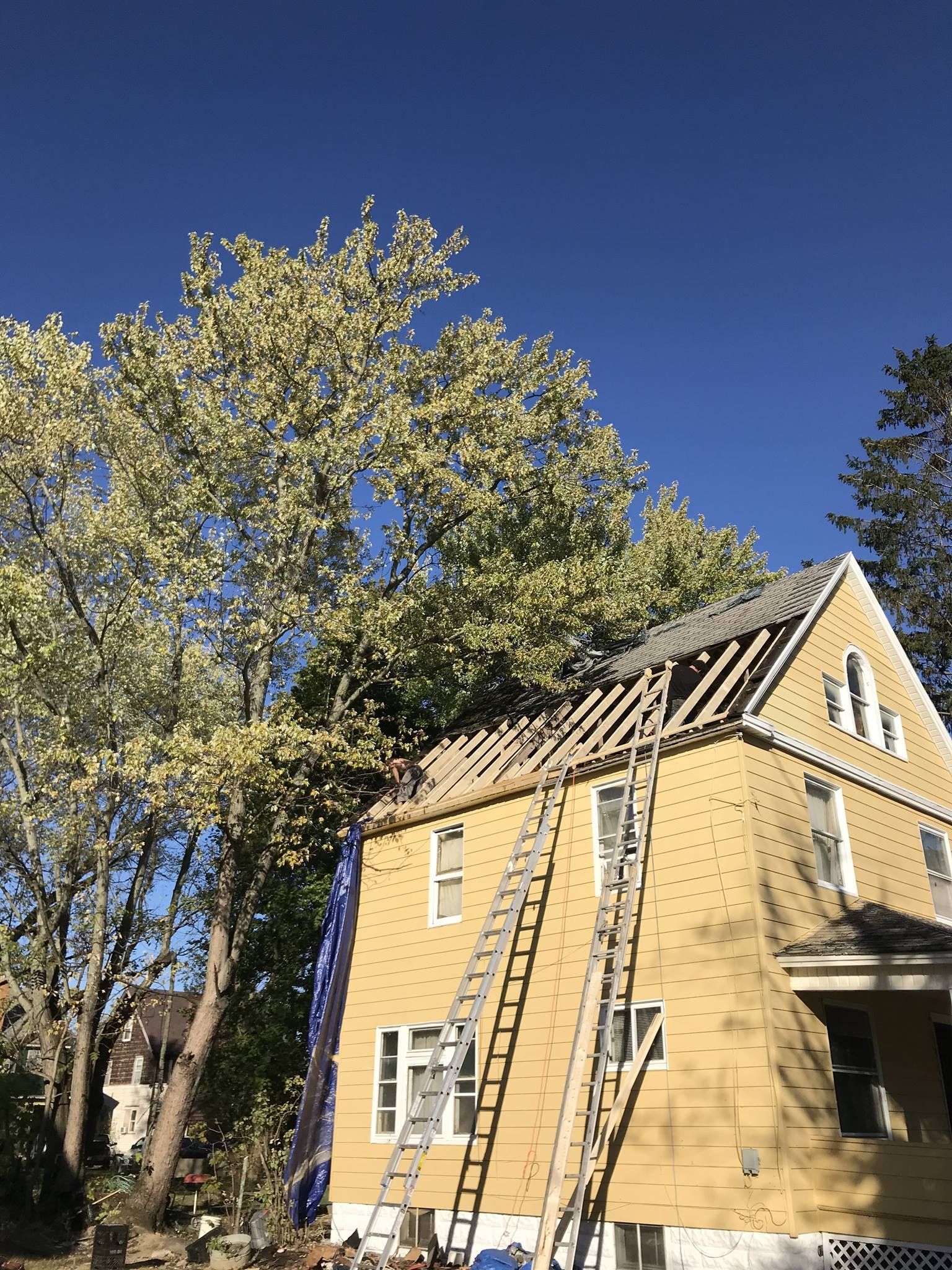 Yellow house with ladders under construction beside tall trees and a blue sky