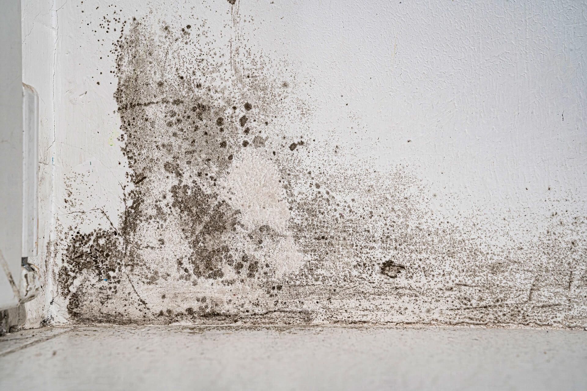 Mold growth on a white wall in a corner, with dark brown and black discoloration.