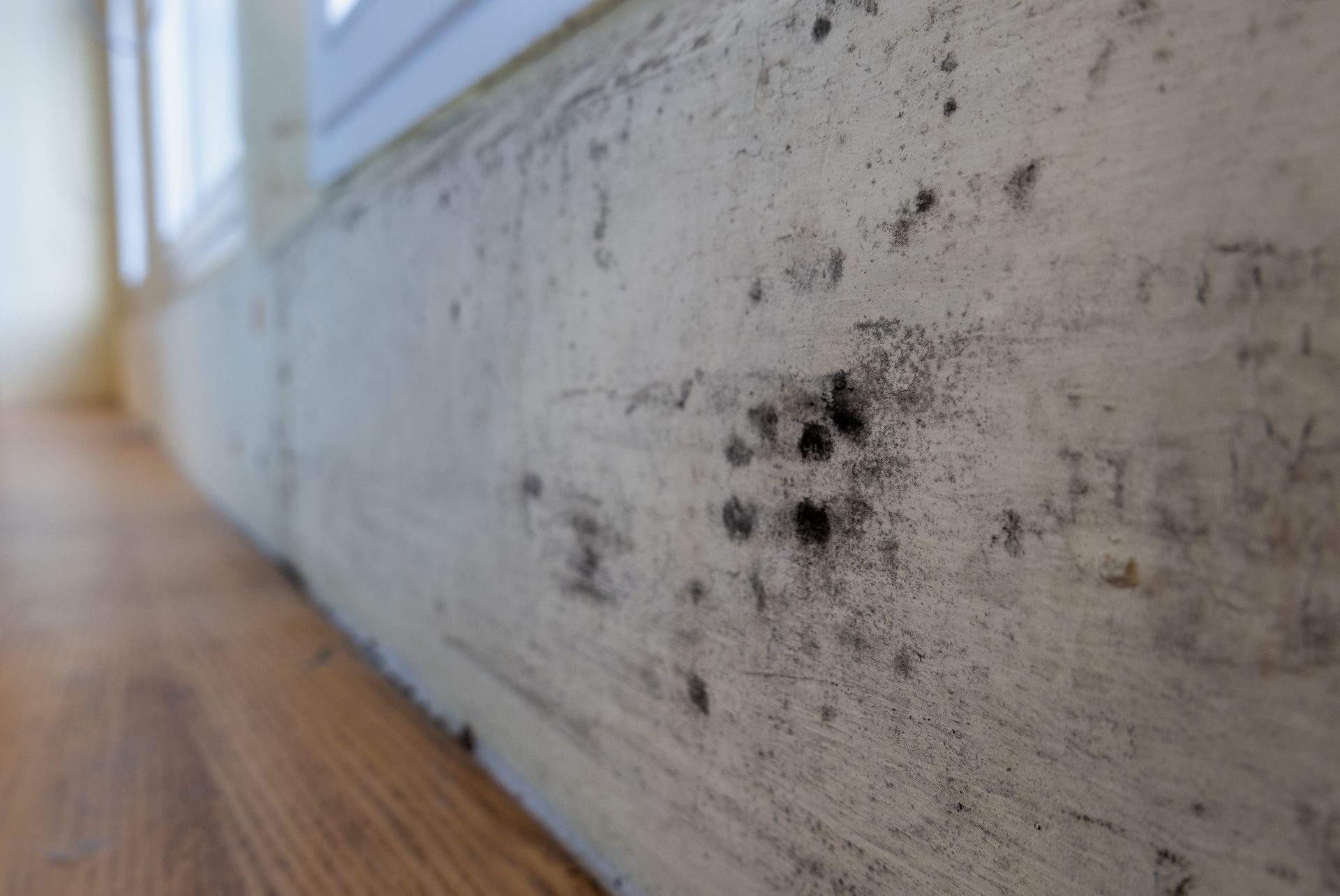 Mold growth on a white wall near a window, with wooden flooring in the foreground.