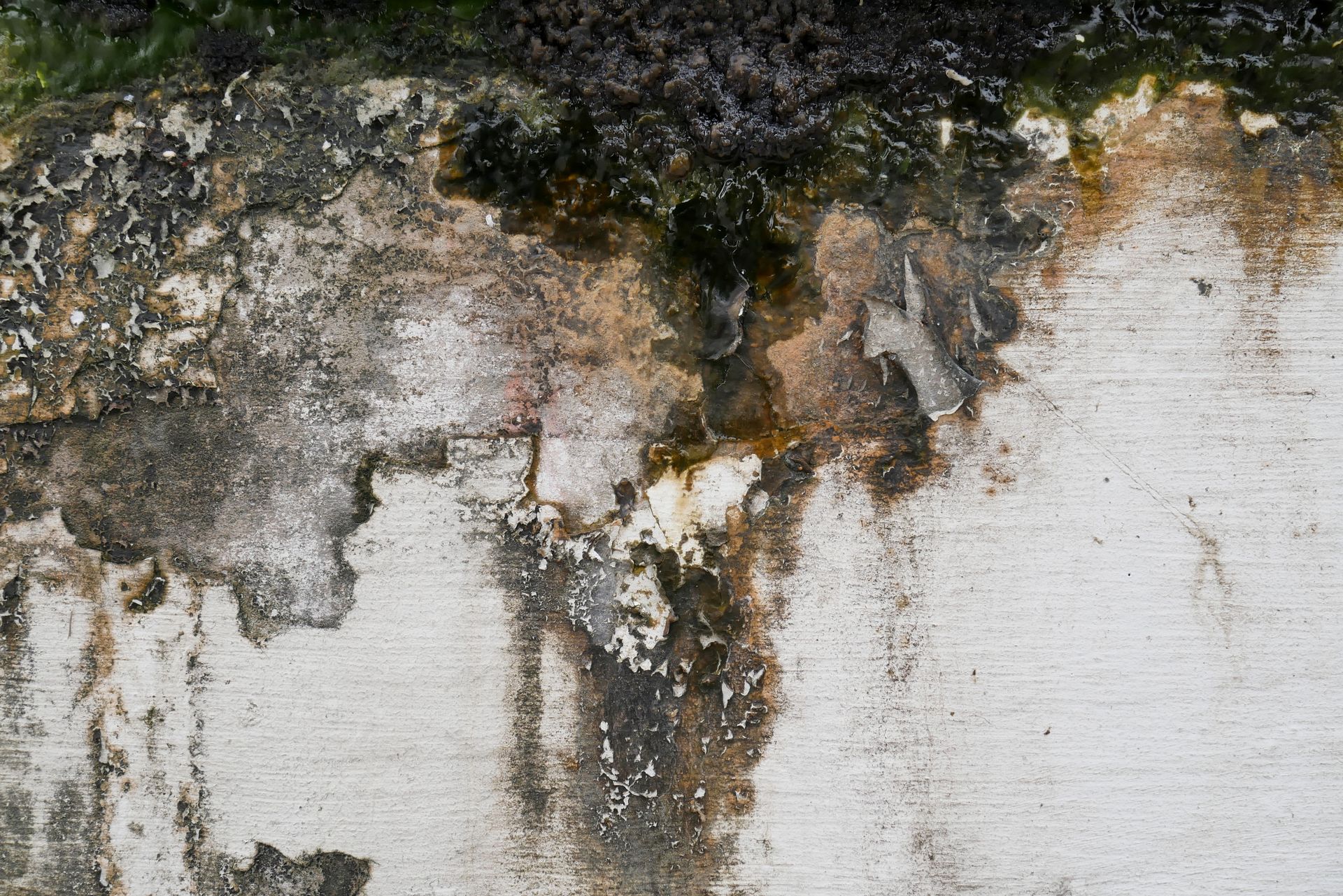 Mold and water damage on a light-colored concrete wall with dark green and brown discoloration.