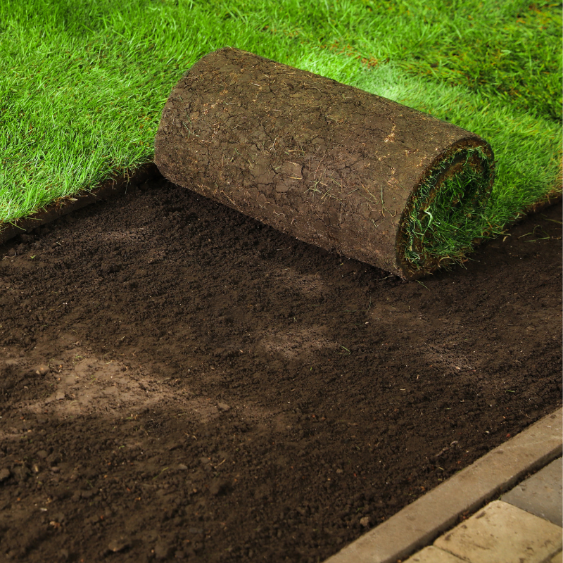 A roll of green sod sits on top of prepared dark soil in a yard next to a paved pathway.