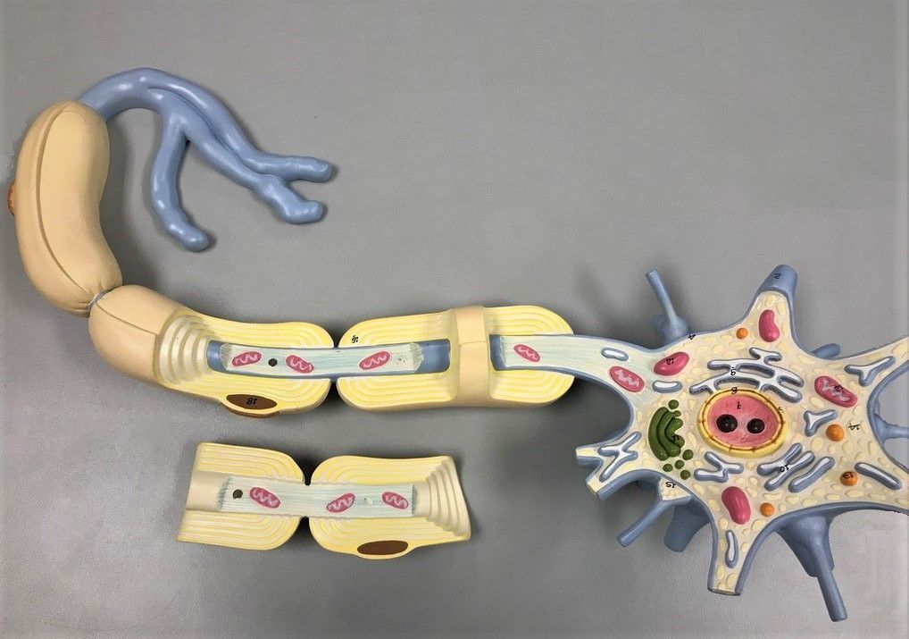 A model of a nerve cell is sitting on a table.