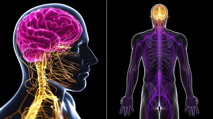 A computer generated image of a human brain and skeleton.