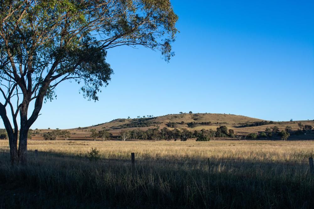 A Tree In The Middle Of A Field With A Mountain In The Background — Ries Trucking in Dalby, QLD