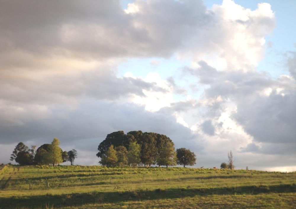 A Row Of Trees On Top Of A Grassy Hill Under A Cloudy Sky — Ries Trucking in Millmerran, QLD