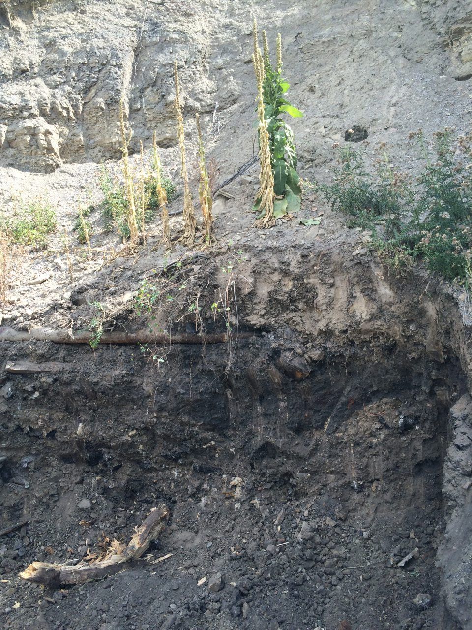 Steep dirt-and-rock cut with sparse green plants growing on the ledge.