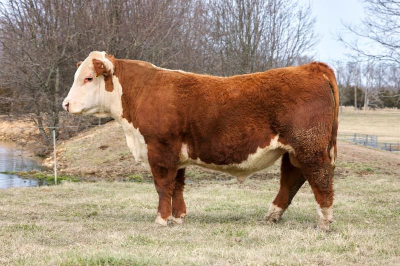 Brown-and-white cow standing in a grassy field near a stream, with leafless trees in the background