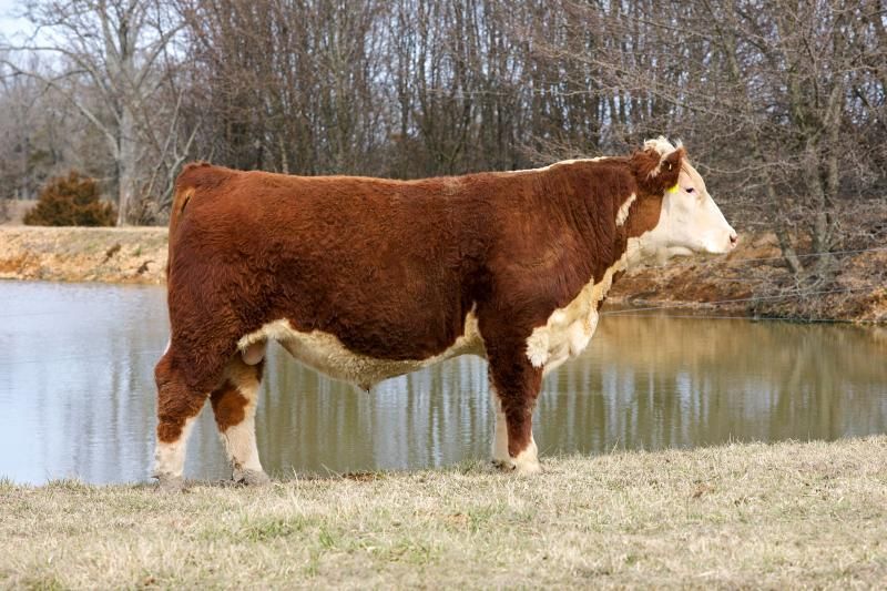 Brown and white cow standing beside a pond with leafless trees in the background