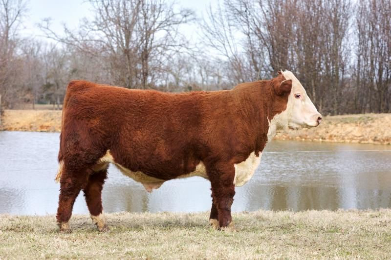 Brown and white cow standing by a pond in a grassy field
